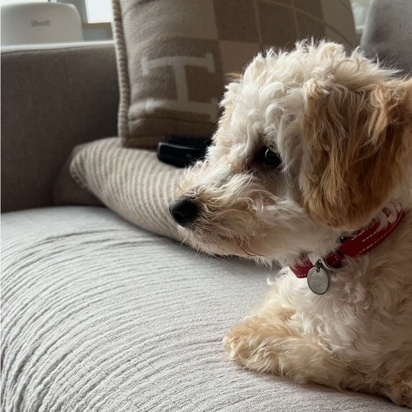 Hermes Tresse dog collar - Picture 7 of 7